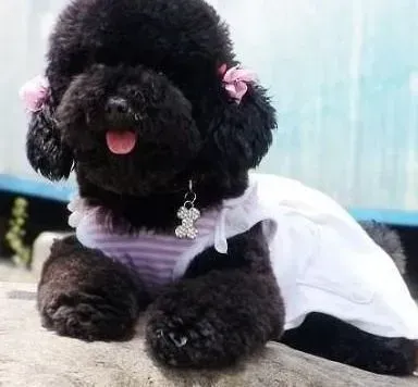 贵宾犬|如何让贵宾犬在最短的时间内适应新环境
