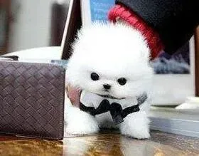 博美犬|为什么我家博美犬的脑袋老是颤抖
