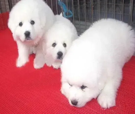 大白熊犬|大白熊犬特别爱叫，已经到了扰民的程度怎么办
