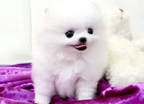 博美犬|博美犬身上有皮屑是皮肤病吗