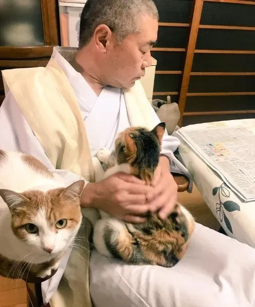 吃个饭压力好大！日本住持每天被爱猫包围 | 猫