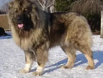 高加索犬|巧妙除毛法 怎样应对高加索犬脱落的毛发