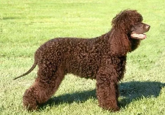 爱尔兰水猎犬的形态特征 体型中等外表威风 | 爱尔兰水猎犬