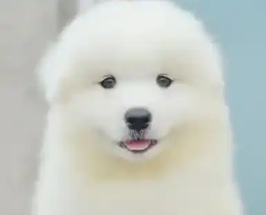 萨摩耶|关于萨摩耶幼犬饮食几点技巧分析