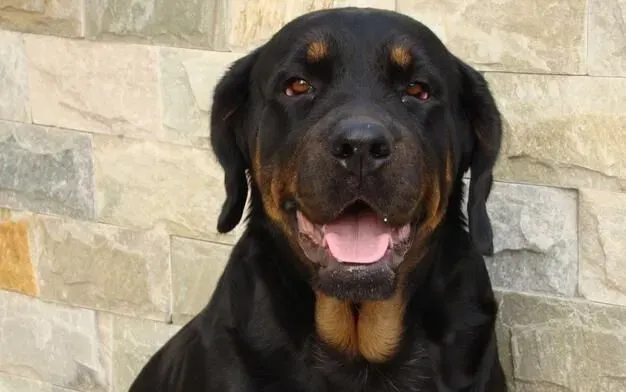 罗威纳犬有耳号吗 耳号主要是德牧使用 | 罗威纳犬