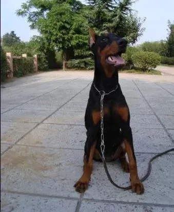 杜宾犬|杜宾犬一出门就特别爱叫可怎么办啊