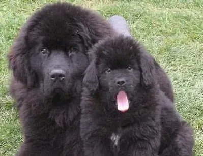 如何鉴别纽芬兰犬 纽芬兰犬的形态特征 | 纽芬兰犬