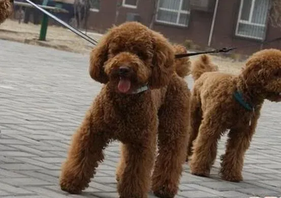 贵宾犬|最有效的清理术 四个步骤轻松搞定贵宾犬洗澡难问题