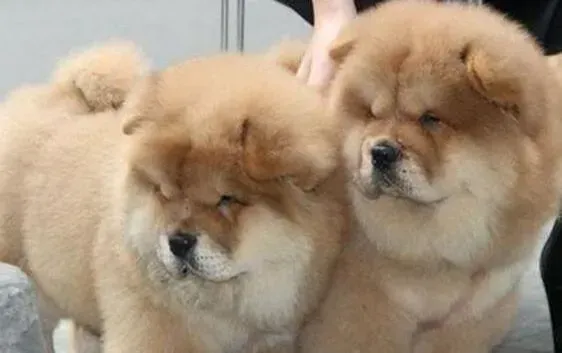 松狮犬|最近发现松狮犬身体长的很慢 有什么好方法吗