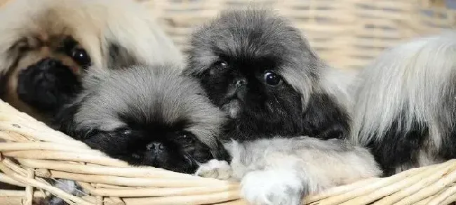 京巴狗|京巴犬口吐白色泡沫是什么原因