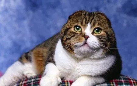 猫咪洗澡多少钱 一般的店铺在50-60元 | 猫