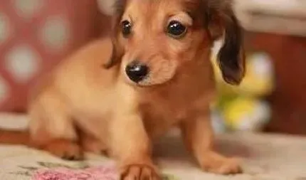 腊肠犬|腊肠犬不同寻常的的嗅觉听觉和视觉