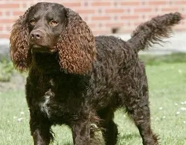 美国水猎犬的寿命 可以活上12年-15年 | 美国水猎犬