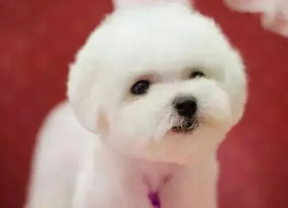 比熊犬|比熊犬吃无盐的稀饭也会有泪痕怎么办