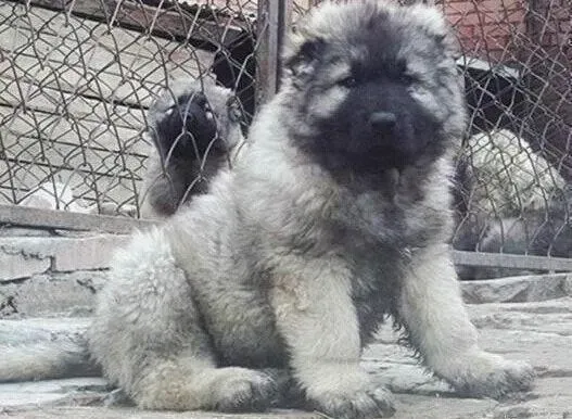 高加索犬|清凉一夏 自制高加索犬的防热板驱炎热