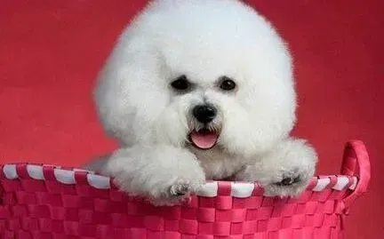 比熊犬|饲主携带比熊犬出境前要进行哪些检疫