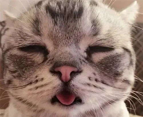 猫猫拉稀怎么办 猫咪拉肚子需要注意的事项 | 拉稀