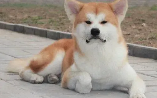 秋田犬|春季来临饲主如何亲自下厨为秋田犬自制牛肉饭