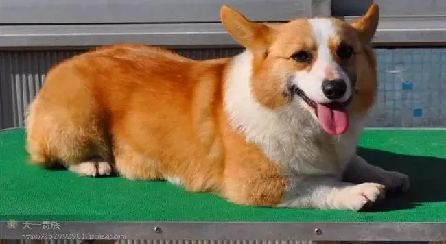 柯基犬|饮食讲方法 柯基犬吃饭时要注意什么