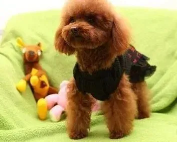 贵宾犬|我家贵宾犬莫名其妙的吐了是为什么