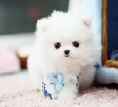 博美犬|给博美犬洗脸需要着重哪些部位的清洗