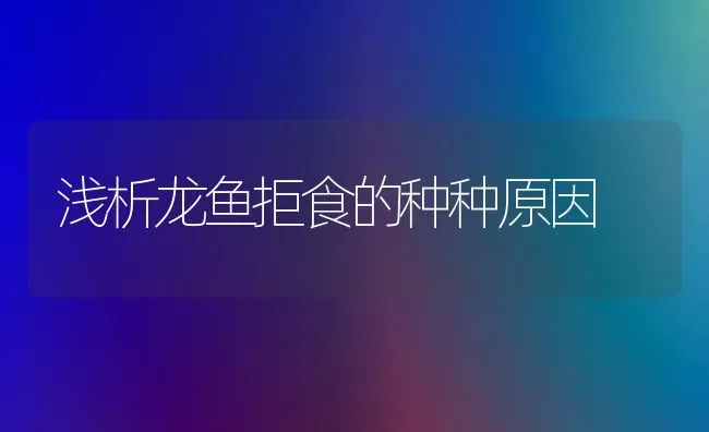 浅析龙鱼拒食的种种原因 | 鱼类宠物
