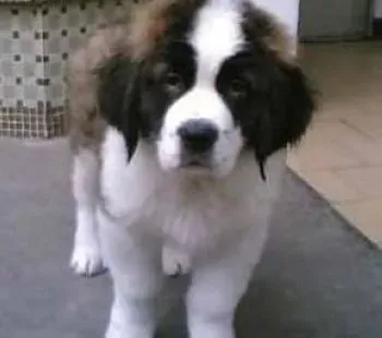 圣伯纳犬|体质不同的圣伯纳犬可以放心的吃糖吗