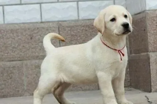 拉布拉多|怎样改善拉布拉多犬爱睡懒觉的毛病