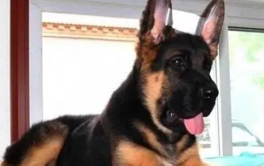 德国牧羊犬|让德国牧羊犬展现出外在美的美容要点