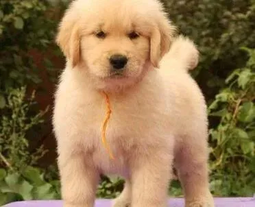 金毛|四个月的金毛犬总流眼泪有眼屎应如何护理