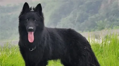 比利时牧羊犬训练难度 一种比较聪明的狗狗 | 比利时牧羊犬