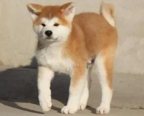 秋田犬|对于秋田犬进行日常教育训练的方法与窍门
