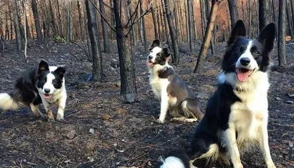 帮助生态复原 带你见识一种新型态的工作犬 | 狗