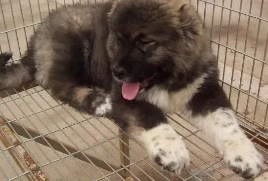 高加索犬|狗粮种类多 不同狗粮对高加索犬有哪些不同的影响