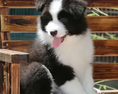 边境牧羊犬|边境牧羊犬耳朵里出现耳螨，红肿如何是好