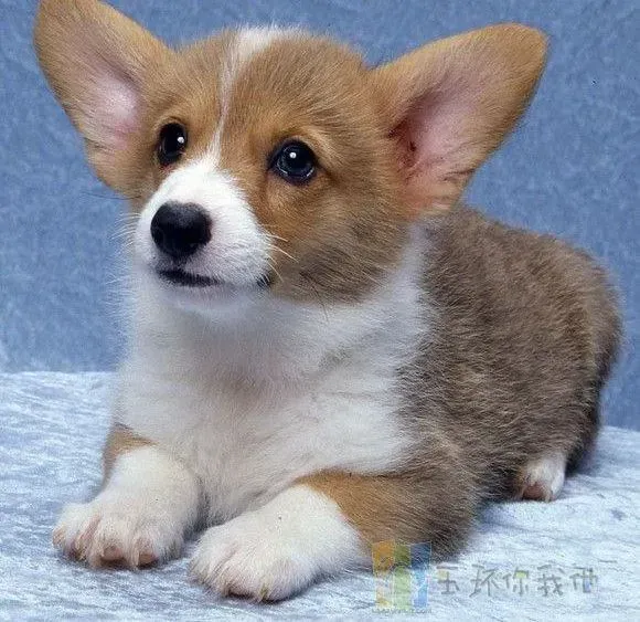 柯基犬|刚买的柯基犬有点咳嗽带痰应如何医治