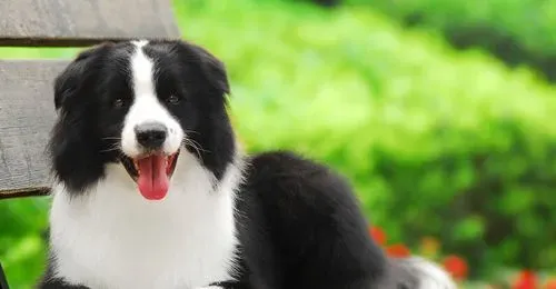 边境牧羊犬智商 有一个五岁小孩的智慧 | 边境牧羊犬