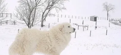 大白熊犬智商高吗 是比较聪明的大型犬 | 大白熊犬