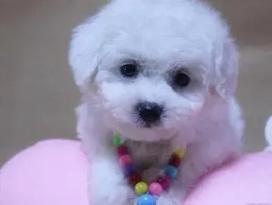 比熊犬|比熊犬拉稀便血拒绝用食怎么办