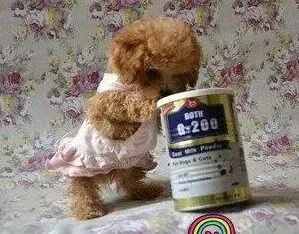 泰迪犬|刚买回家的泰迪犬需要打什么疫苗