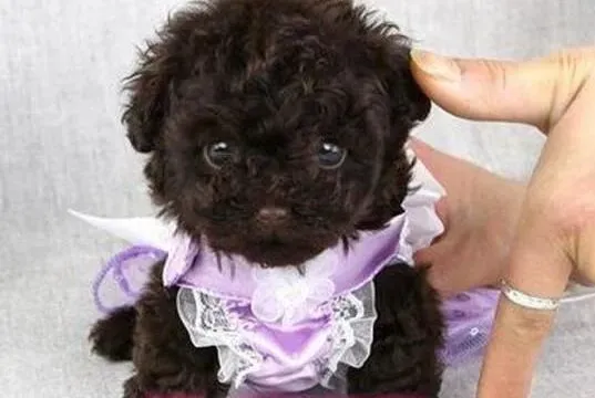 泰迪犬|泰迪犬也会选择适合自己的训犬员么