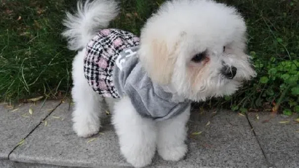 比熊犬|比熊犬产生泪痕的原因 教你预防及解决比熊犬泪痕问题