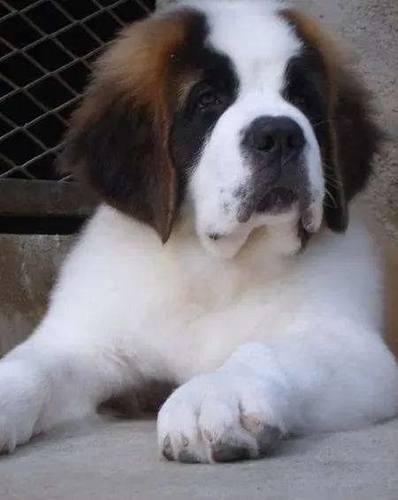 圣伯纳犬|步入青年的圣伯纳犬在饲养技巧上有哪些方法