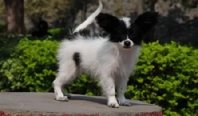 蝴蝶犬|蝴蝶犬老是咬自己的爪子应该怎么用药