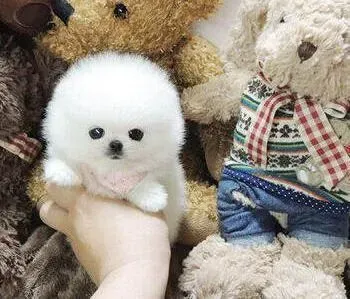 博美犬|为什么博美犬会一脸的不高兴