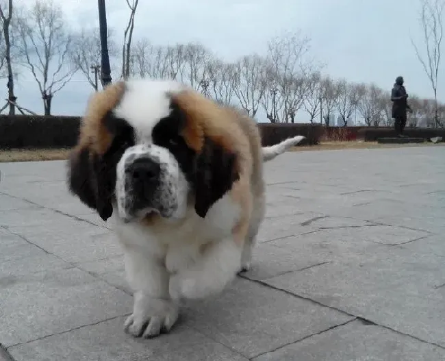 圣伯纳犬|哪些食物会让圣伯纳犬更健康