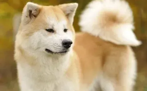 秋田犬|秋田犬打完疫苗流鼻涕该怎么办呢