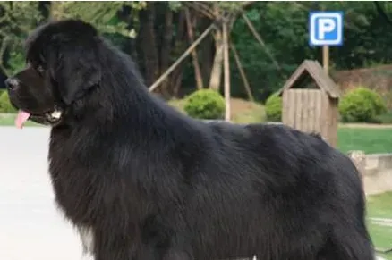 如何鉴别纽芬兰犬 纽芬兰犬的形态特征 | 纽芬兰犬