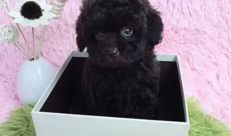 泰迪犬|关于泰迪犬一些突发状况的急救知识介绍