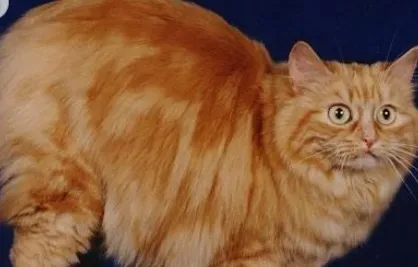 曼岛无尾猫的养护常识 该猫的洗澡要点 | 曼岛无尾猫